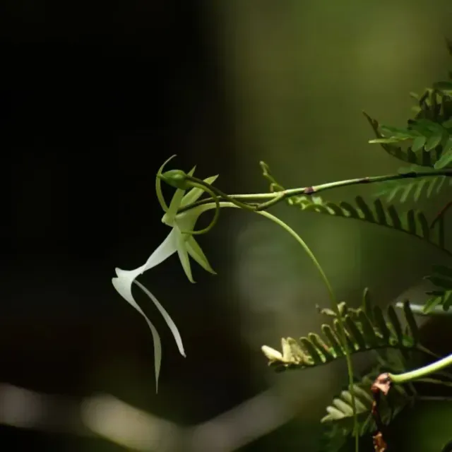 thumbnail for publication: Keeping the Ghost Orchid Part of Florida’s Heritage: Challenges to Survival and Promises of Restoration